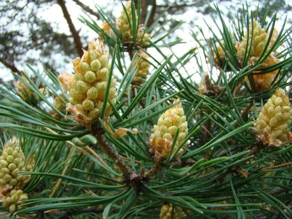 Pine buds fight cervical osteochondrosis